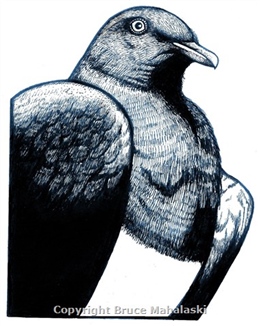  Kereru - Native Wood Pigeon - Picture